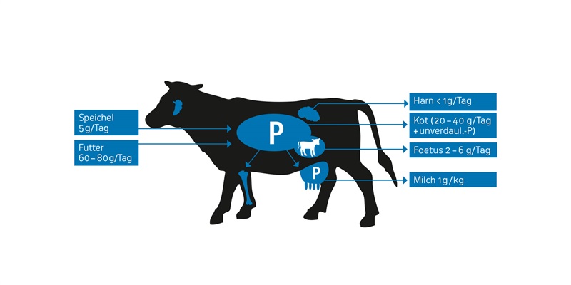 Diagramm zum Phosphorkreislauf