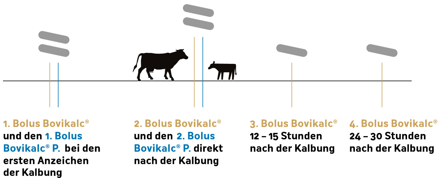 Anwendungsschema zur kombinierten Kalzium- und Phosphorprophylaxe